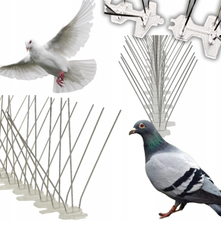 GĘSTE KOLCE NA PTAKI GOŁĘBIE